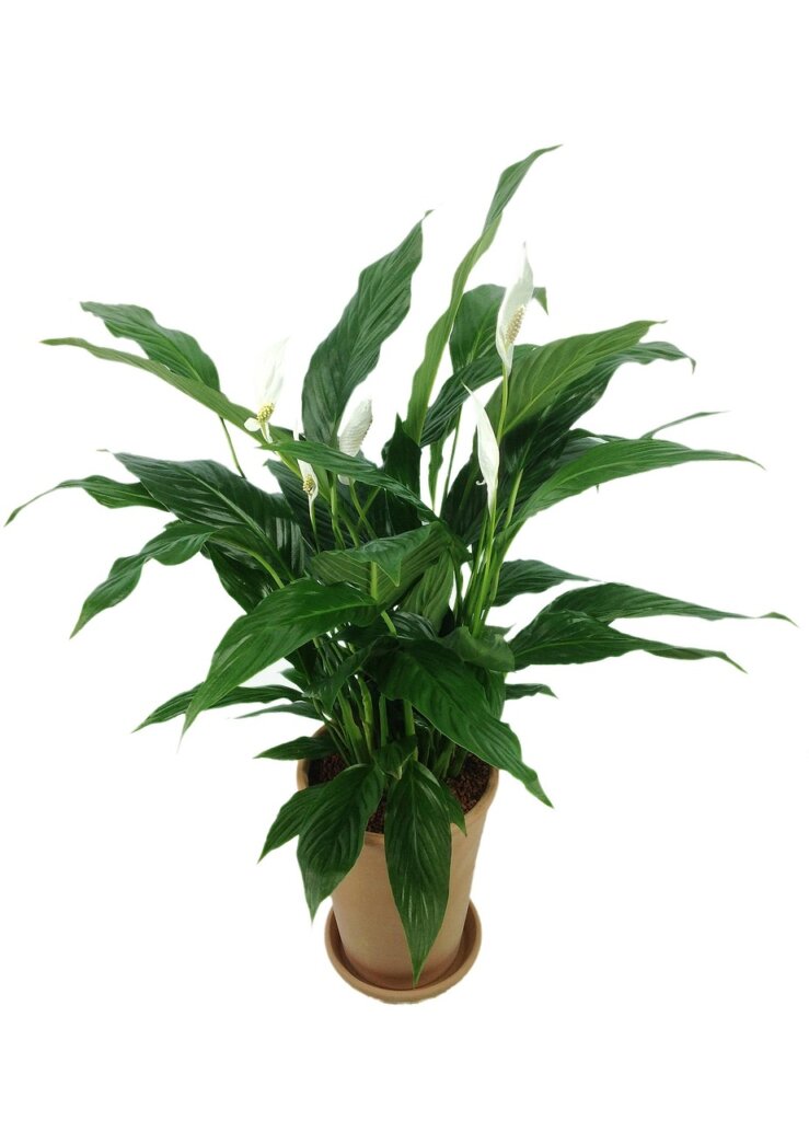 air purifying plants spathiphyllum sansevieria in modern apartment