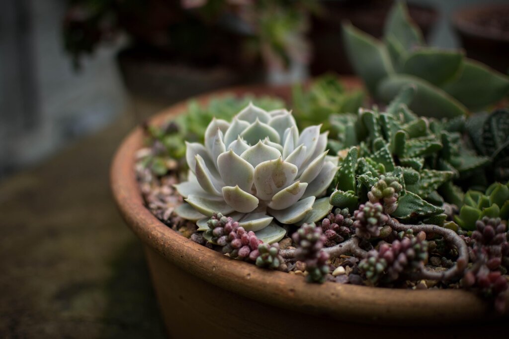 overwatered indoor plant soil with moisture