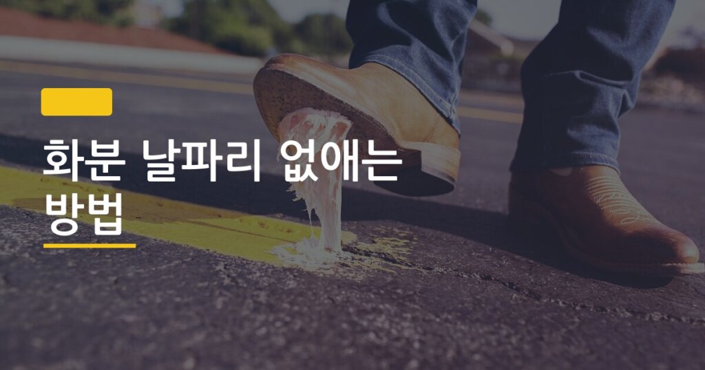 화분 날파리 없애는 방법, 3가지만 알면 일주일 안에 싹 잡힌다