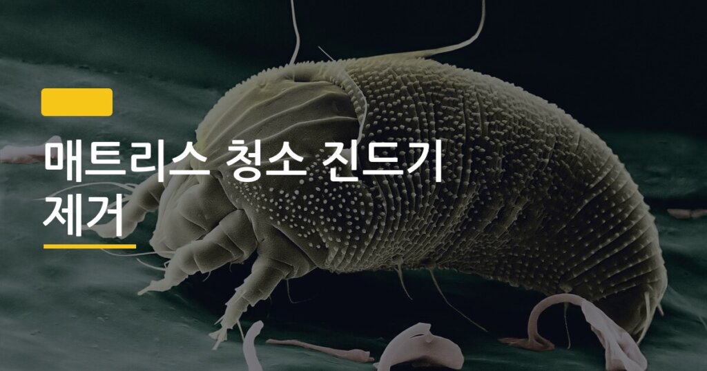 매트리스 청소 진드기 제거, 자취방에서 직접 해봤더니 이게 달랐다