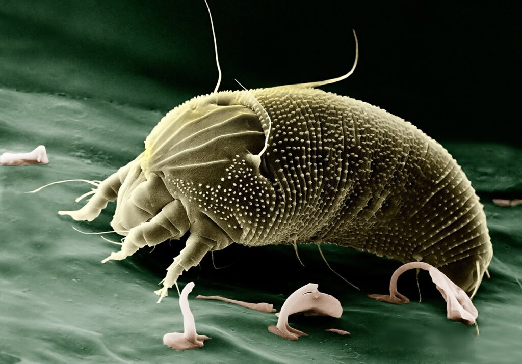 close-up of dust mite illustration under microscope with mattress fabric background