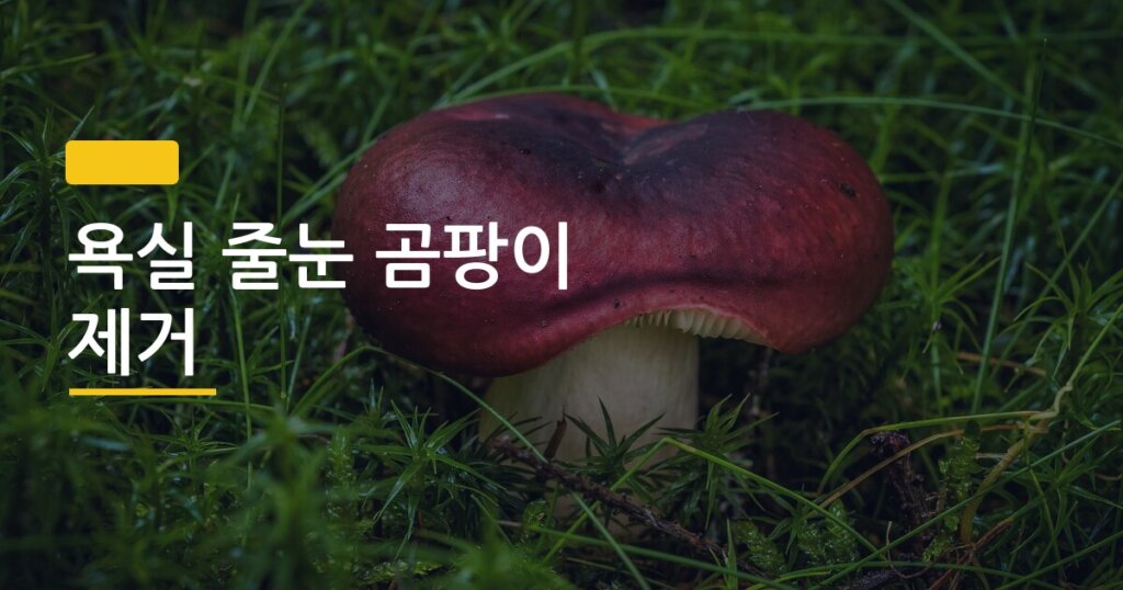 욕실 줄눈 곰팡이 제거, 3단계만 따라하면 돈 한 푼 안 써도 된다
