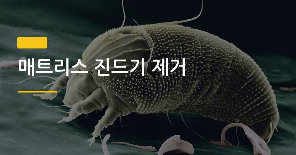 매트리스 진드기 제거, 집에서 완전히 없애는 5단계 방법