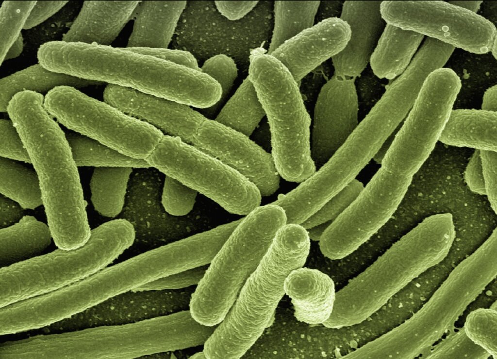 dirty kitchen sponge under microscope bacteria visualization